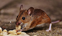 24 Hour & Emergency Exterminators in Hillsboro, OR